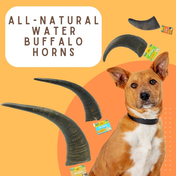 Large Water Buffalo Horn Dog Chew – Natural Long-Lasting Treat | Free-Range Grass-Fed | Dental Health Aid