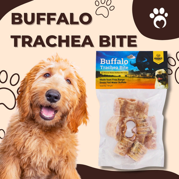 Water Buffalo Trachea Bite!!!